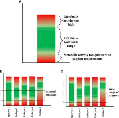 The Quiet Embryo Hypothesis: 20 years on